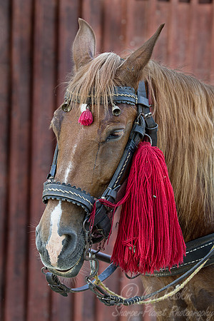 062 Domestic Horse - Romania