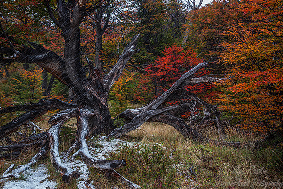 072 Patagonia Argentina