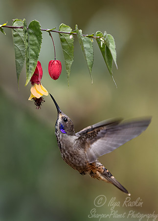 447 Brown violetear (Colibri delphinae) - Colombia cloud forest