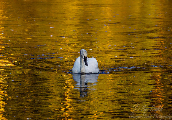 209 Trumpeter Swan (Cygnus buccinator) - Yellowstone NP