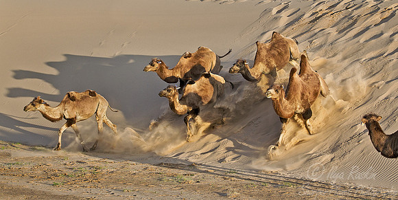 097 Bactrian camels (Camelus bactrianus) - Mongolia