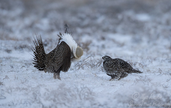 061 Greater sage-grouse (Centrocercus urophasianus) - CO