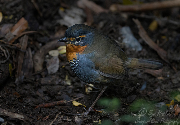 124 Black-throated Huet-huet (Pteroptochos tarnii) Patagonia Chile