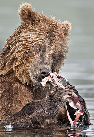 019 Brown Bear (Ursus arctos) - Kamchatka Russia