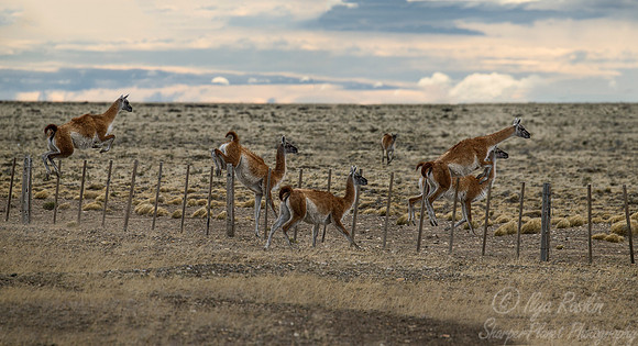 164 Guanacos (Lama guanicoe) Argentina Patagonia