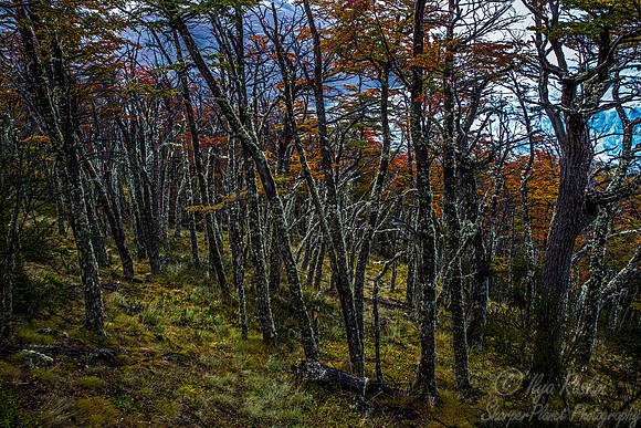 083 Patagonia Argentina