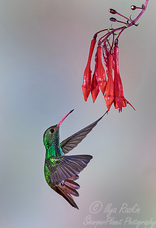 441 Rufous-tailed hummingbird (Amazilia tzacatl) - Colombia cloud forest