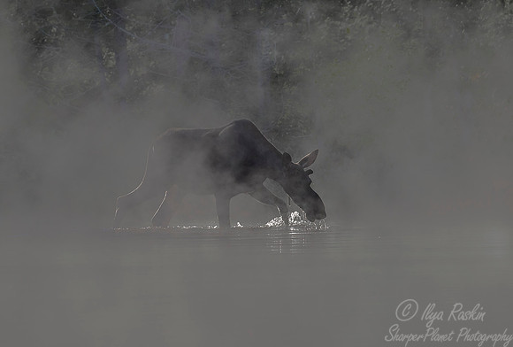 187 Moose (Alces alces) - ME