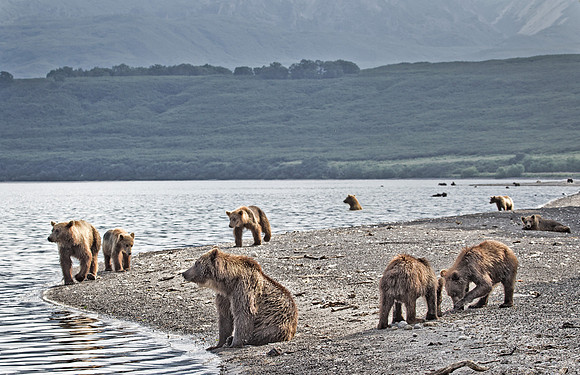 006 Brown Bear (Ursus arctos) - Kamchatka Russia
