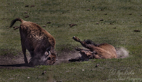 174 American Bisons (Bison bison) Yellowstone NP