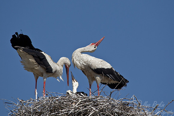 153 White Stork (Ciconia ciconia) - Romania