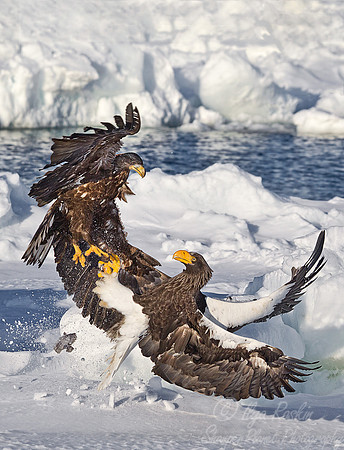 135 Steller's Sea Eagles (Haliaeetus pelagicus) - Hokkaido Japan