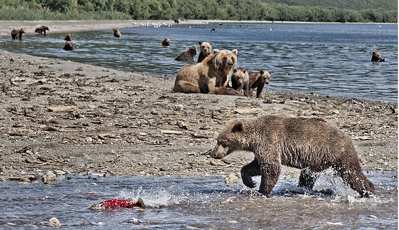 010 Brown Bear (Ursus arctos) - Kamchatka Russia