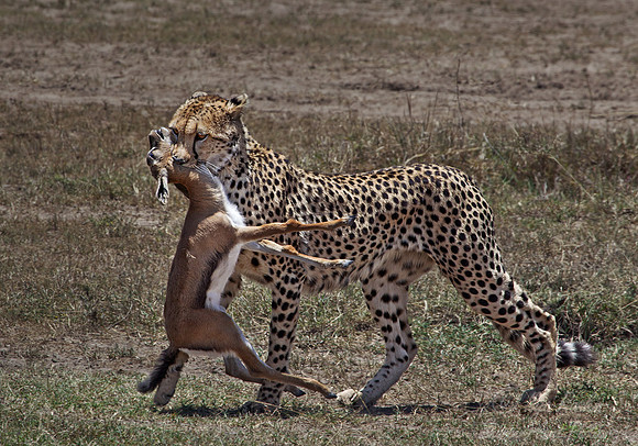 041 Cheetah (Acinonyx jubatus) - Masai Mara Kenya