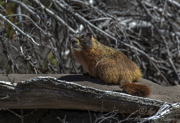 090 Yellow-bellied Marmot (Marmota flaviventris) - Yellowstone NP