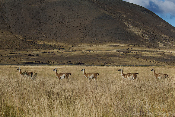 165 Guanacos (Lama guanicoe) Argentina Patagonia