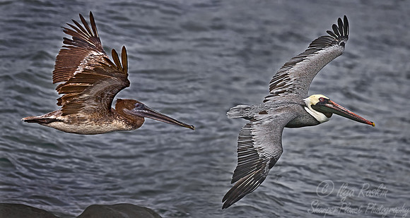 022 Male and female Brown Pelicans -Galapagos Ecuador
