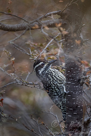 131 Striped Woodpecker (Picoides lignarius) - Patagonia Argentina