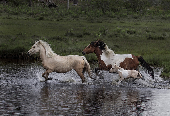 068 American wild horses (Equus ferus) - Assateague Island - VA