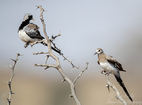 183 Namaqua doves male and female (Oena capensis) - Kgalagadi Transfrontier Park SA
