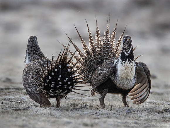 060 Greater sage-grouse (Centrocercus urophasianus) - CO