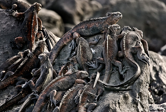 031_Marine Iguana_Ecuador