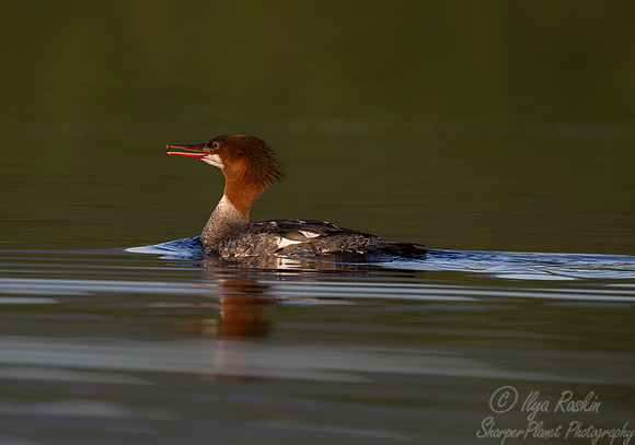 211 Red-breasted Merganser (Mergus serrator) - ME