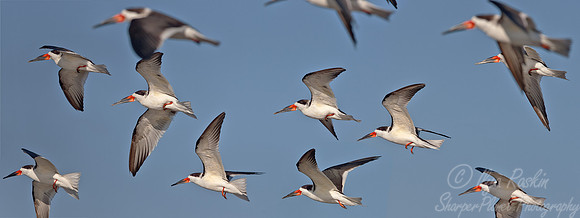 095 Black Skimmer (Rynchops niger)