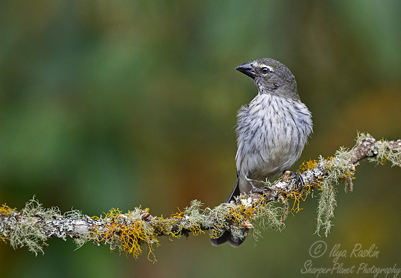 524 Streaked saltator (Saltator striatipectus) - Colombia cloud forest