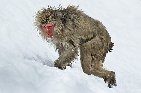 054 Japanese macaque (Snow monkey)(Macaca fuscata) - Nagano Japan