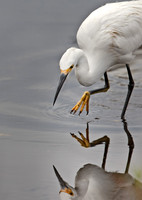 2011 Florida birds