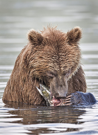 017 Brown Bear (Ursus arctos) - Kamchatka Russia