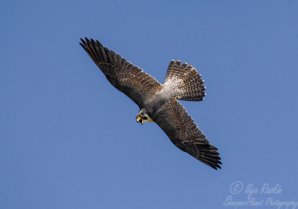 203 Peregrine Falcon (Falco peregrinus) - MD