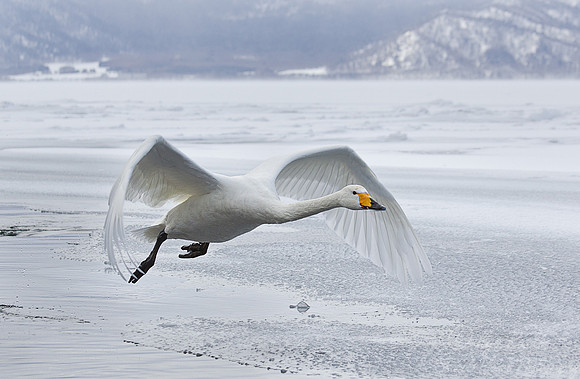 100 Whooper Swan (Cygnus cygnus) - Hokkaido Japan