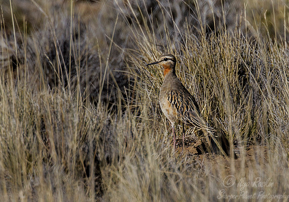 187 Tawny-throated Dotterel (Oreopholus ruficollis) Patagonia Chile