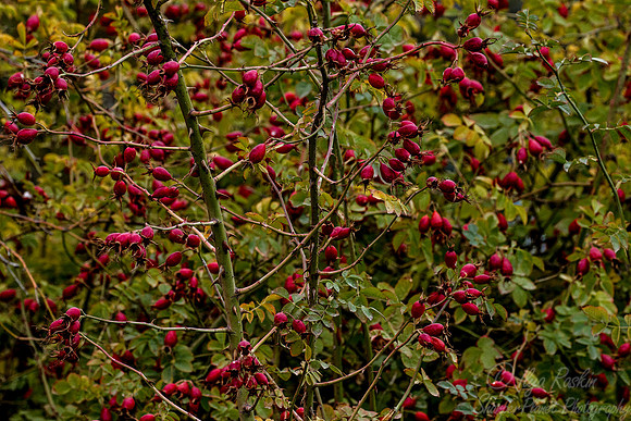 103 Dog Rose (Rosa canina) - Patagonia Chile