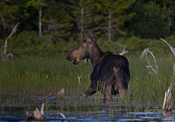 180 Moose (Alces alces) - ME