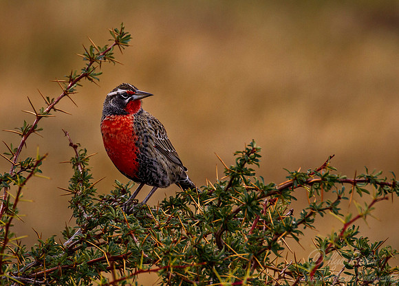 127 Long-tailed Meadowlark (Sturnella loyca) Patagonia Argentina