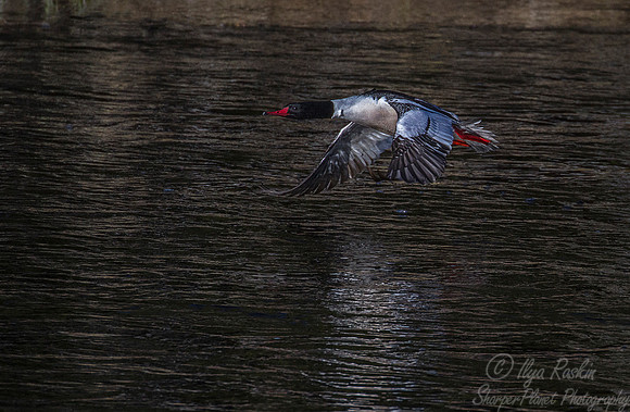 210 Common Merganser (Mergus merganser) - Yellowstone NP