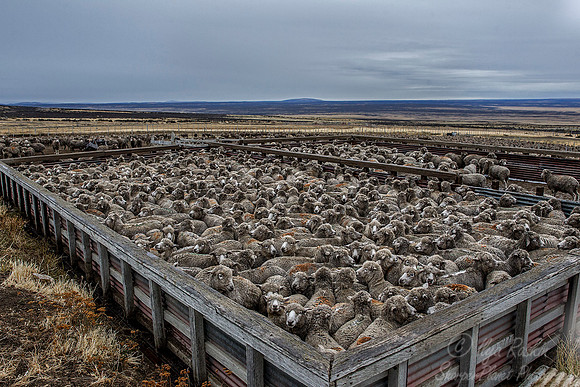 166 Sheep (Ovis aries) - Patagonia Argentina