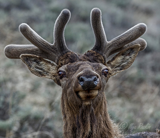179 Elk or Wapiti (Cervus canadensis) - Yellowstone NP