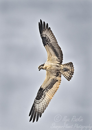 042 Osprey - NJ
