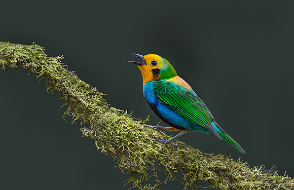 553 Multicoloured tanager (Chlorochrysa nitidissima) - Colombia cloud forest