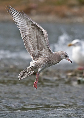 026 Immature Herring Gull (Larus argentatus) - Katmai AK