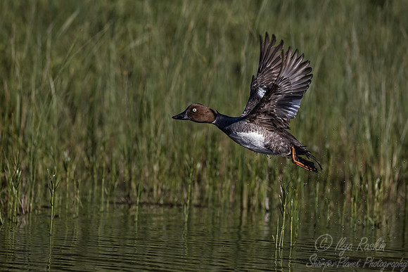 213 Common goldeneye (Bucephala clangula) - ME