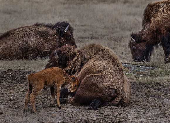 172 American Bisons (Bison bison) Yellowstone NP