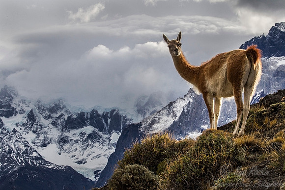 162 Guanaco (Lama guanicoe) Chile Patagonia