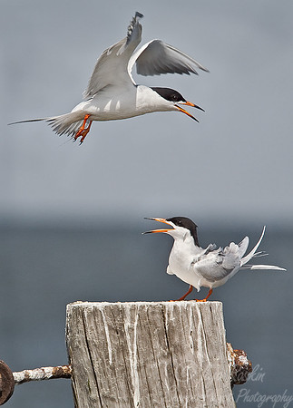 005 Common Terns - NJ