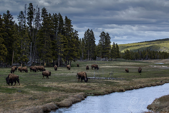 139 Yellowstone NP