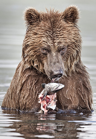 018 Brown Bear (Ursus arctos) - Kamchatka Russia